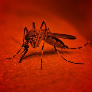 Testes de Dengue – NS1 ou IgG e IgM